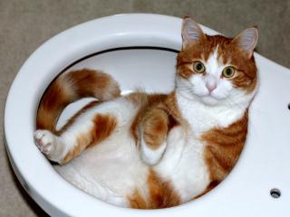 “My Cat Has Diarrhea!”