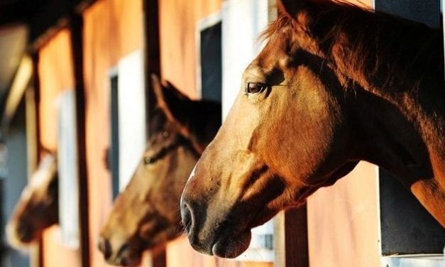 Horses and Dementia . . . Are They Nuts?