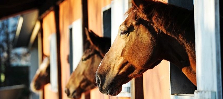 Horses and Dementia . . . Are They Nuts?