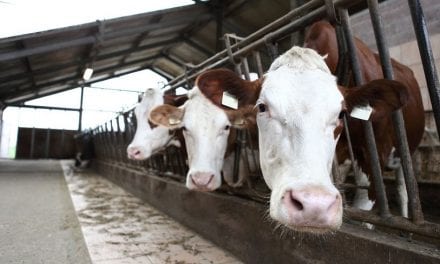 All you need to know about customer service can be found at the Paris Stockyard, Kentucky