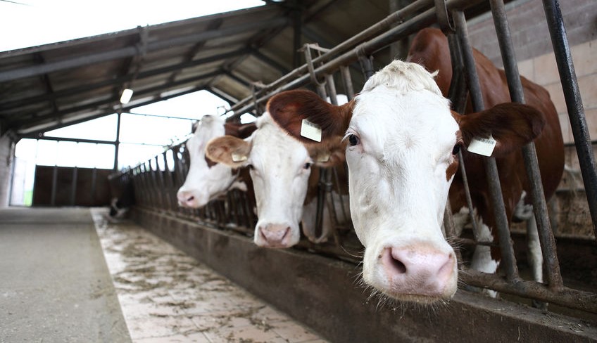 All you need to know about customer service can be found at the Paris Stockyard, Kentucky