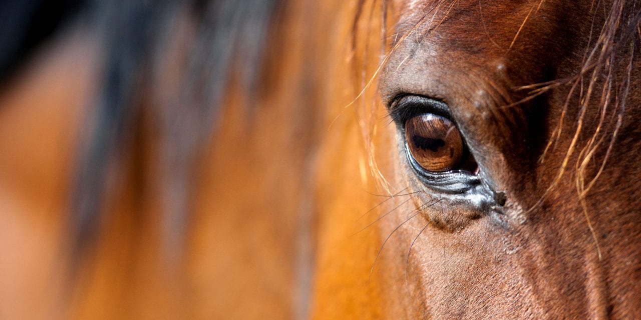 Will Horses Disrupt Assisted Living Memory Care?