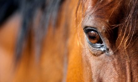 Will Horses Disrupt Assisted Living Memory Care?