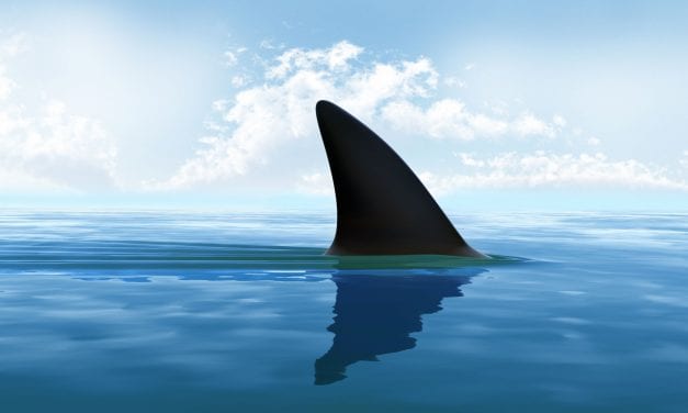 Why Sharks Are Healthy For Senior Living