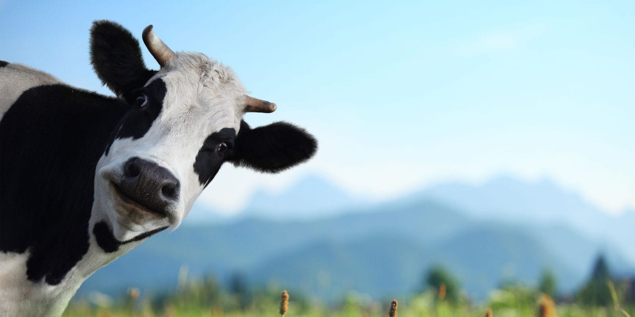 How the Sacred Cows of Senior Living Squash Innovation and Growth in Your Team