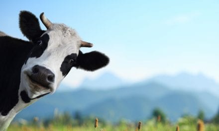 How the Sacred Cows of Senior Living Squash Innovation and Growth in Your Team