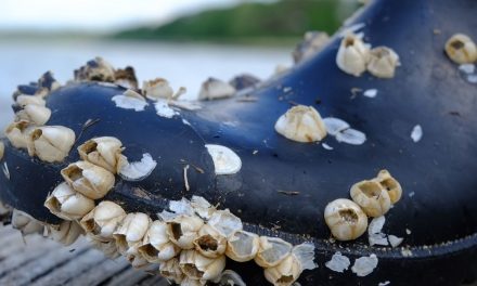 Would You Scrape Barnacles from Your Senior Living Operation?