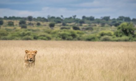 Where is The Lion? Post Pandemic Cowards or Crusaders