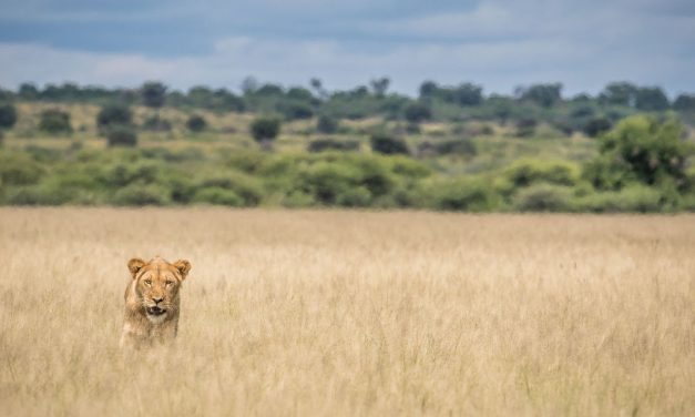 Where is The Lion? Post Pandemic Cowards or Crusaders