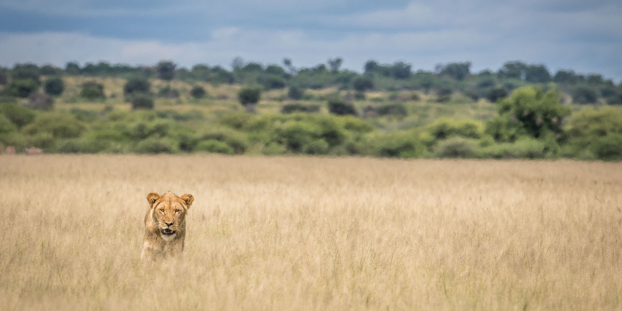 Where is The Lion? Post Pandemic Cowards or Crusaders