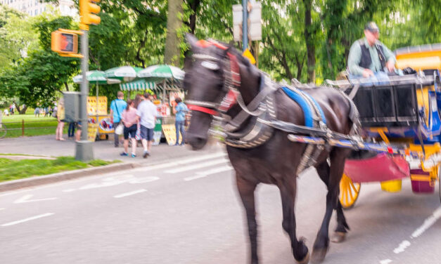 The Shocking Carriage Driver Story